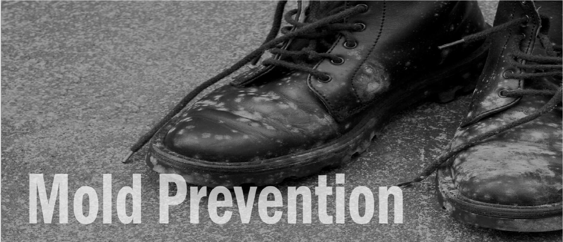 MOLD PREVENTION.jpg